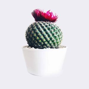 Store cactus4 free img
