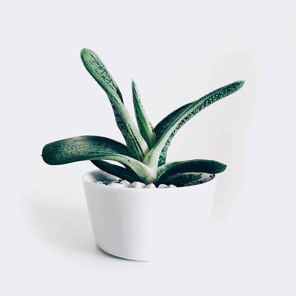 Store plant3 free img